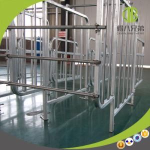 Galvanized Steel Good Quatlity Pig Gestation Stall