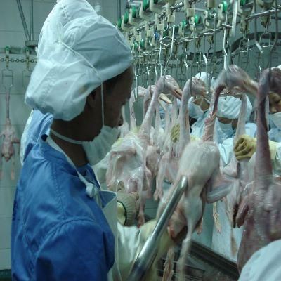 Professional Abattoir Machine Chicken Slaughter Equipment