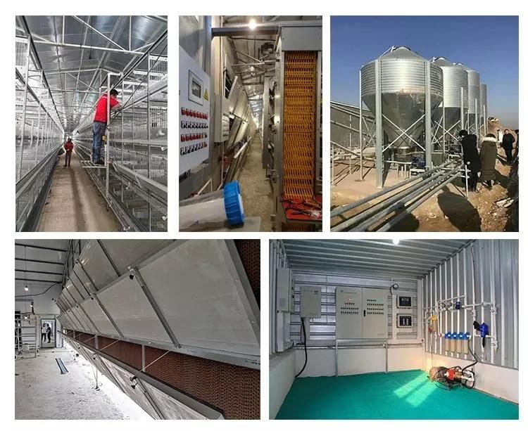 Factory Price Quail Cage with Automatic Egg Collection Equipment