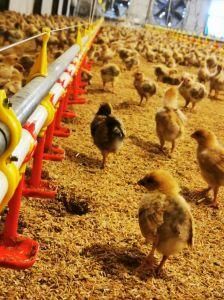Automatic Poultry Feeders and Drinkers for Commercial Broiler Farm
