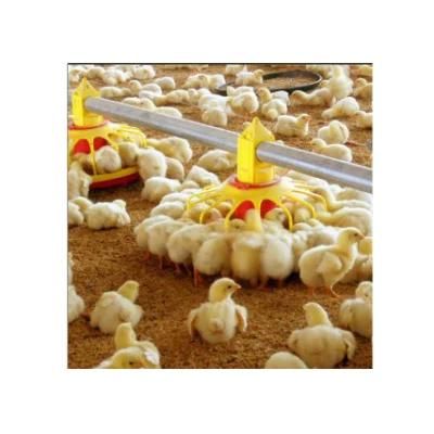 Automatic Broiler Farming System Poultry Farm Equipment for Chicken