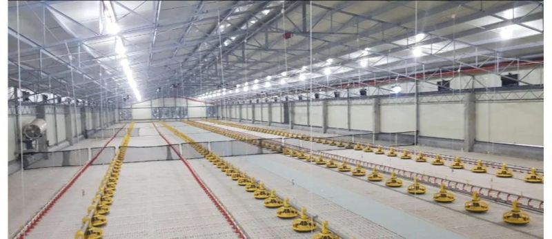 Poultry equipment manufacturer broiler farm chicken cage with 20 years experience
