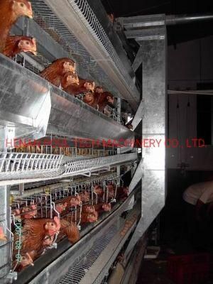 Type a Chicken Cage Poultry Raising Equipment