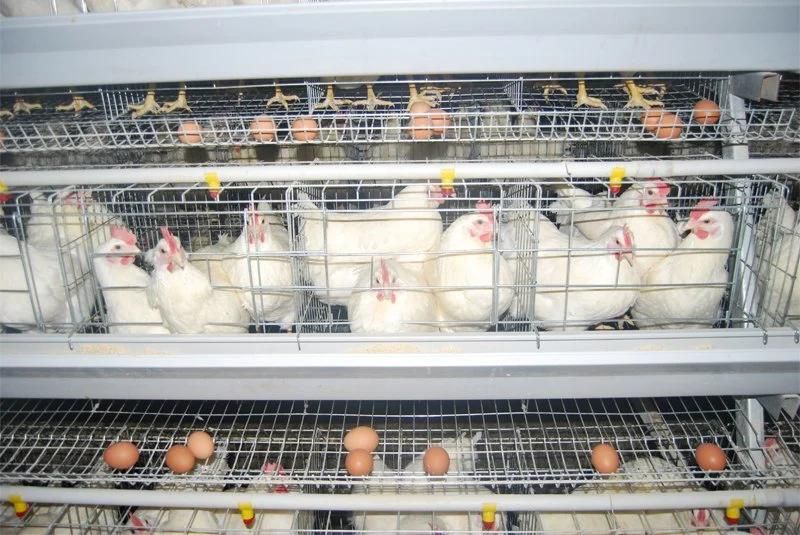 Type a Hot Galvanized Chicken Cage