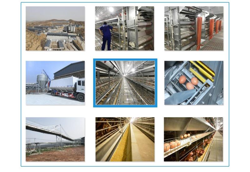 Longfeng Local After-Sale Service in Asia Poultry Farm Equipment Egg Laying Cage