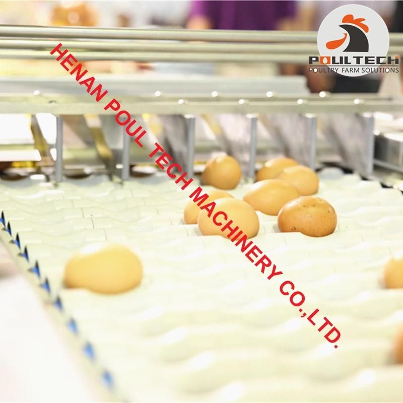 Layer Farming Egg Processing Machines Automatic Egg Grading and Packing
