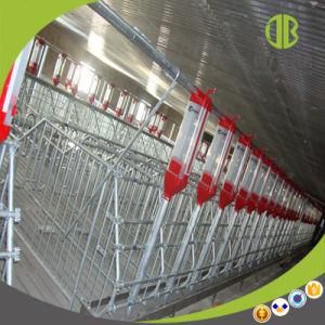 Wholesale Gestation Stall or Individual Stall for Sow Needs Agent