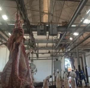 Slaughter House Waste Dead Animals Carcasses Incinerator