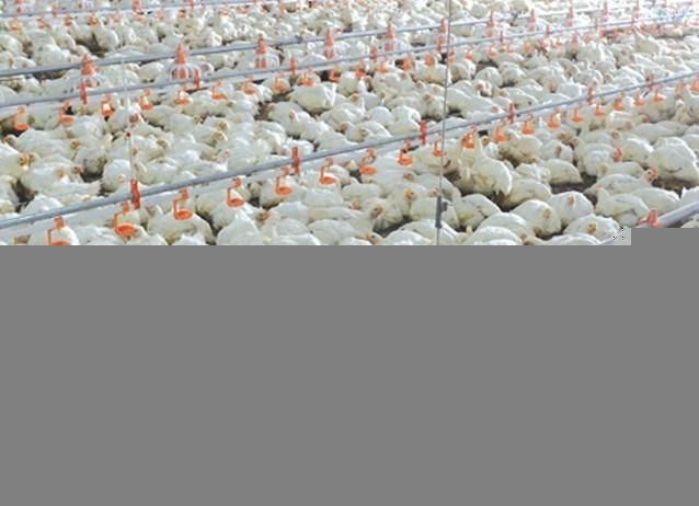 Fully Automatic Control Prefab Chicken Sheds for Poultry Farm