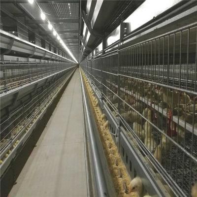 Quickly Built Easily Assemble Automatic Hot Sale Cage Feeding System