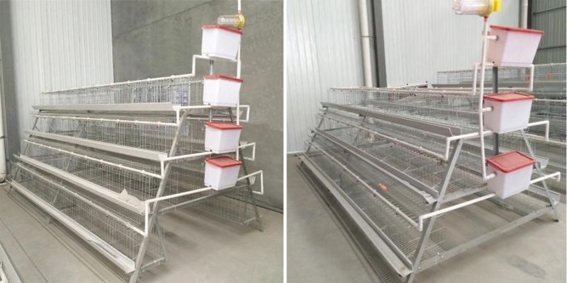 A Type Layer Chicken Cages