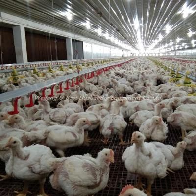 Ethiopia Chicken Farm Poultry Equipment for Sale