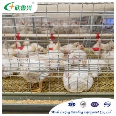 H Type Chicken Cage Broiler Raising Cages for Chicken Layers Raising
