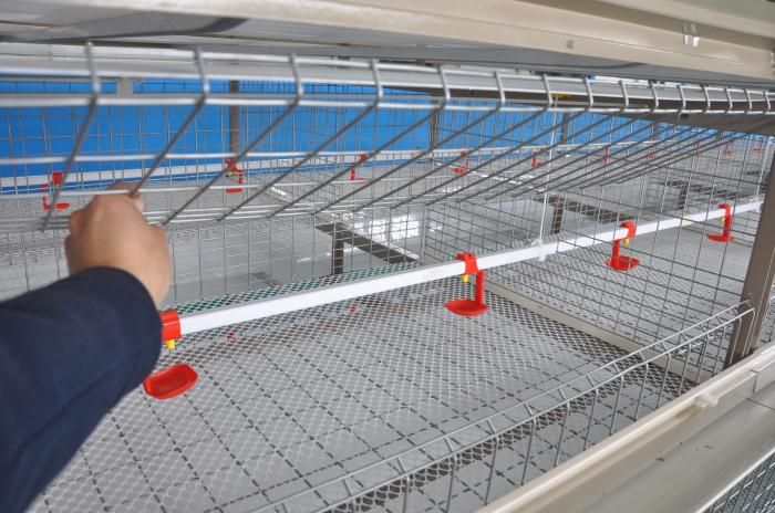 Automatic Poultry Chicken Bird Cages for Layer Broiler