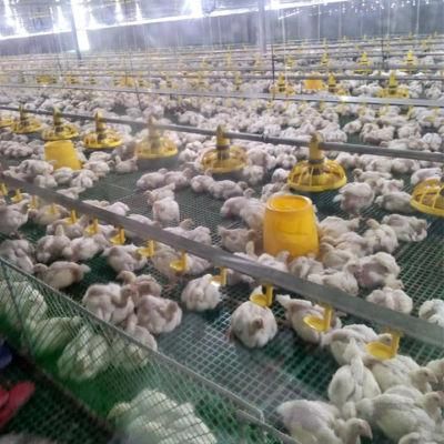 Fully Automatic Ethiopia Chicken Farm Poultry Equipment for Sale for Broiler Breeder