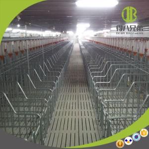 Wholesale Pig Stall Gestation Stall / Individual Stall Recruting Agent