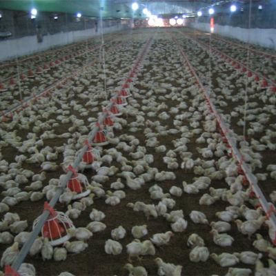 High Quality Automatic Poultry Equipment for Broiler Chicken House