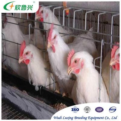 Hot DIP Zinc Galvanized Battery Chicken Layer Cage / Chicken Layer Cage for Sale