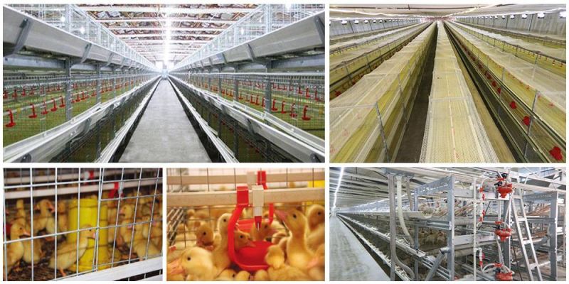 Chicken Rearing Equipment Automatic H Type Broiler Breeding Cage for Poultry Battery Farming