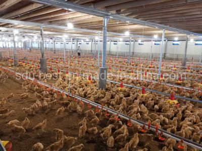 Disign Chicken House Automatic Equipment for Poultry Farm