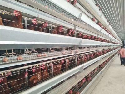 Chicken Cage Poultry Raising Equipment for Large Scale Poultry Farm