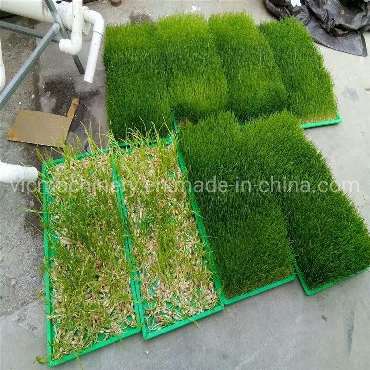 1000kg/d New Type Hydroponic Fodder Growing Systems Wtih Stainless Steel Trays