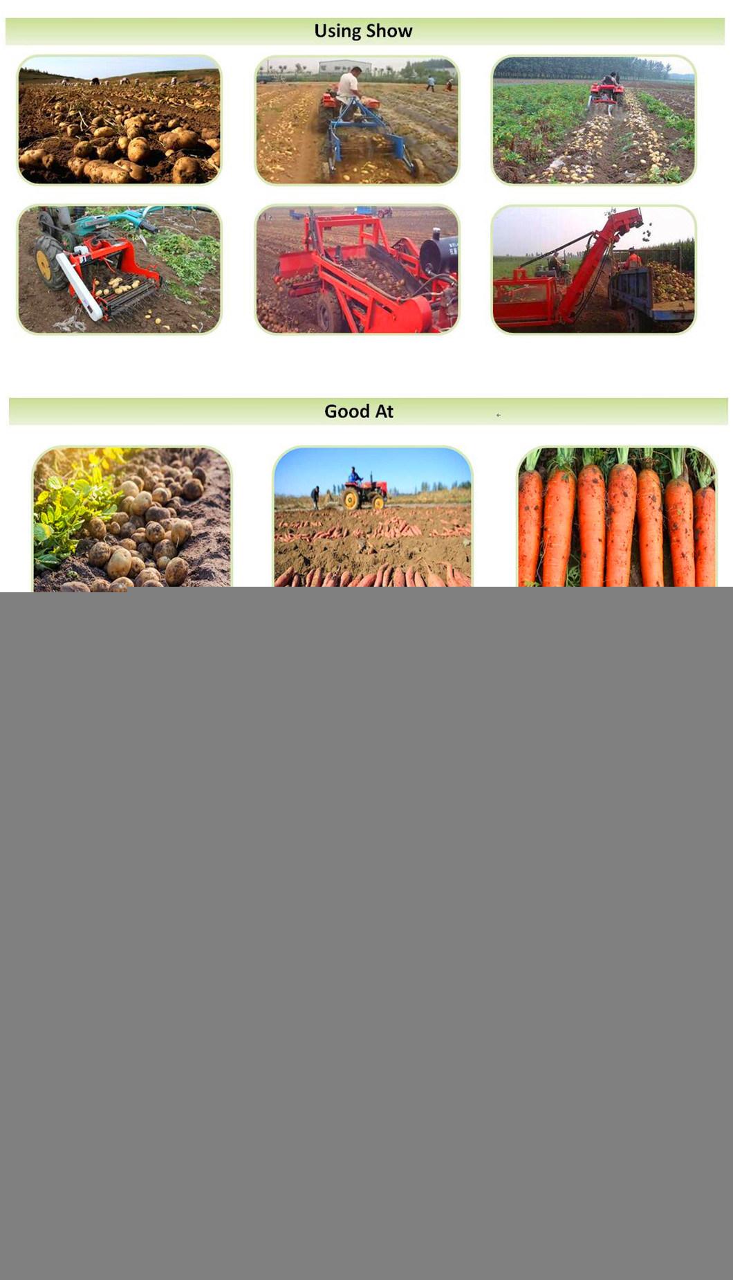 Small Potato Harvest Machine/Sweet Potato Harvesting Equipment /Batata/Spanish Potato Harvester (factory selling customization)