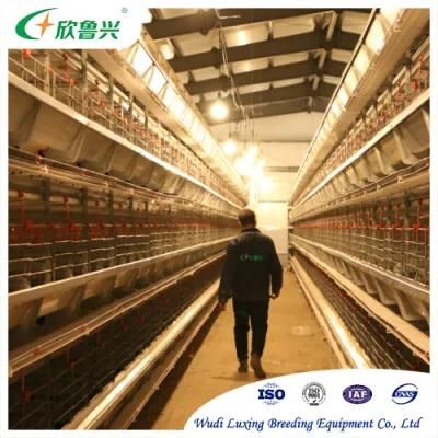 Hot-DIP Galvanized Metal Frame Battery How to Build New Arrival Broiler Chicken Parent Cages