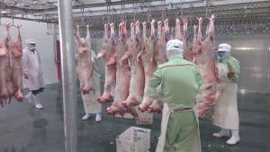 Abattoir Equipment Cow Beef Tripe Omasum Intestines Cleaning Washing Machine