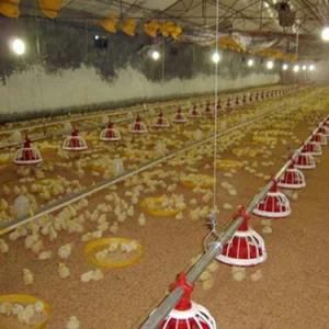 Full Set Automatic Poultry Equipment for Chicken Farm