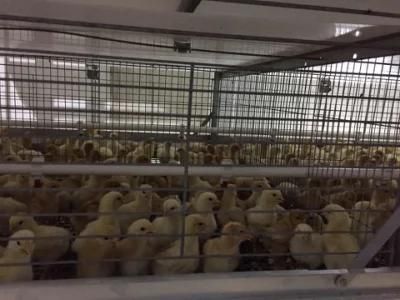 Poultry Equipment for Layer Cage