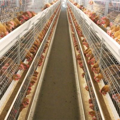 Automatic Chicken /Poultry Battery Cage System/Battery Layer Poultry House Cage for Broiler/Poultry House Cage