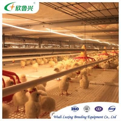 Chicken Pullets Rearing Cages System Poultry Feeding Equipment for Poultry Livestock Coop