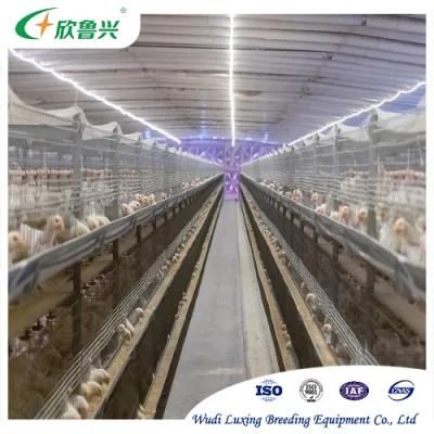 Modern Farm Equipment Ladder Broiler Breeding Chicken Cage