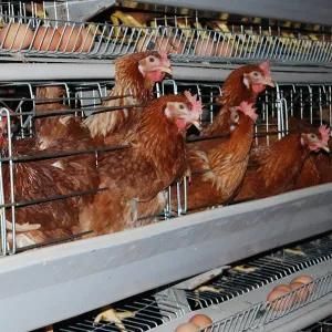 Hot Sell High Quality Automatic Chicken Cage System in Pakistan