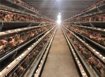 60, 000 Layers of Long-Term Use of Semi-Automatic Steel Chicken Coop