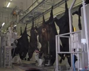 Custom Cow Abattoir Line for Lifting The Carcass of Cattle