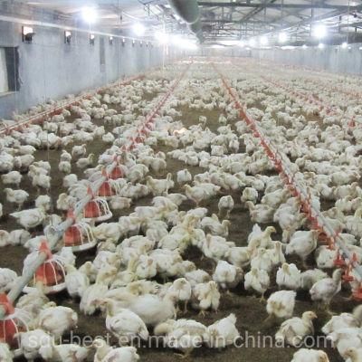 Chicken Farm Equipment Automatic Feeding and Drinking System