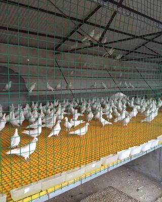 Automated Breeding Pigeon Cage
