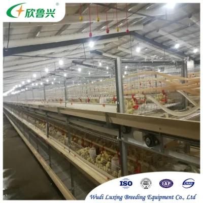 Chick Farming H Type Galvanized Steel Automatic 4 Tiers Battery Pullet Cages System