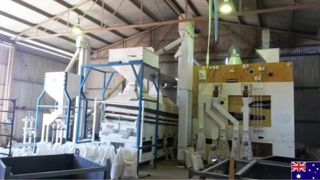 Maize Corn Bean Chickpea Wheat Seed Processing Plant