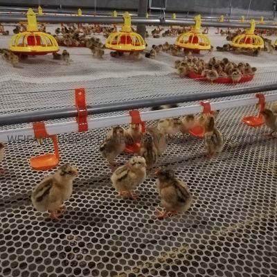 Automatic Chicken Shed Equipment for Farming Poultry Broiler