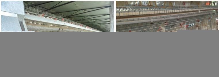 Modern Cage for Layer Hens Chicken with Hot Galvanized Material