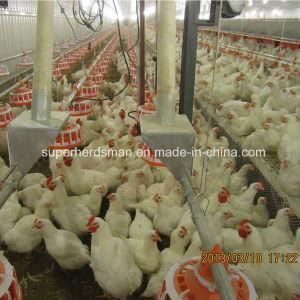 Automatic Poultry Farming Equipment for Breeder House