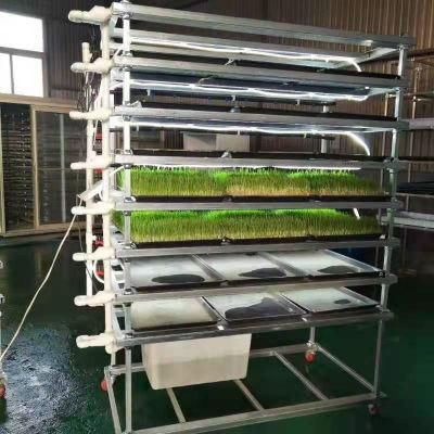 Hydroponics System in Greenhouse for Vegetable Growing and Annimal Feed