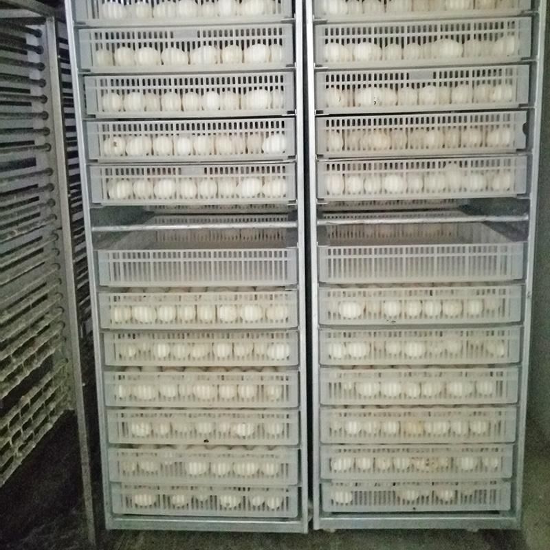 Large Farm Industrial 15000 Egg Incubator Hatching Equipment