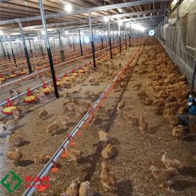 Automatic Poultry Chicken Farm Equipment for Broiler Breeding
