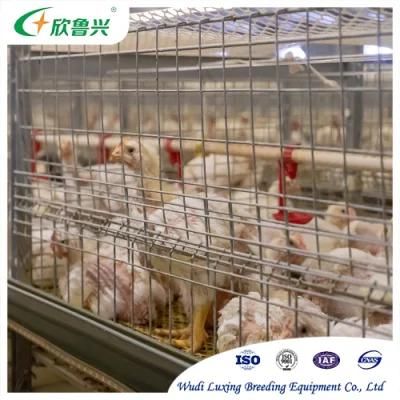 H Type Hot DIP Galvanized Broiler Battery Breeding Cage for Broiler Layer