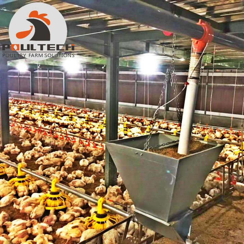 Floor Raising Equipment for 20000- 30000 Birds Broiler with Fully Automatic Feeding Line and Water Lines
