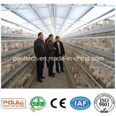 a Frame Hot Galvanized Chicken Cage System